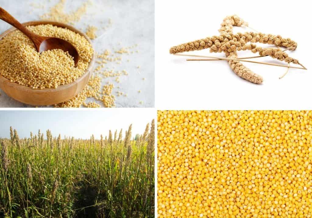 4 pictures showing the millet seed and plant