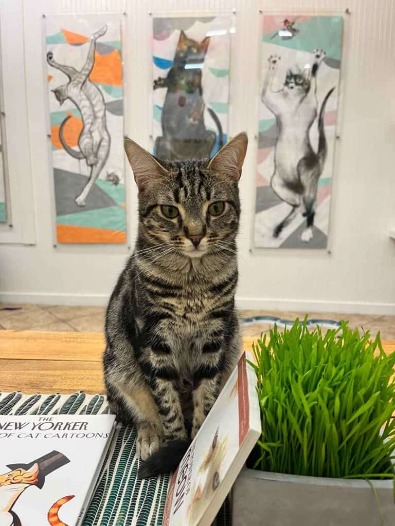 striped black and gray cat with cat pictures behind it
