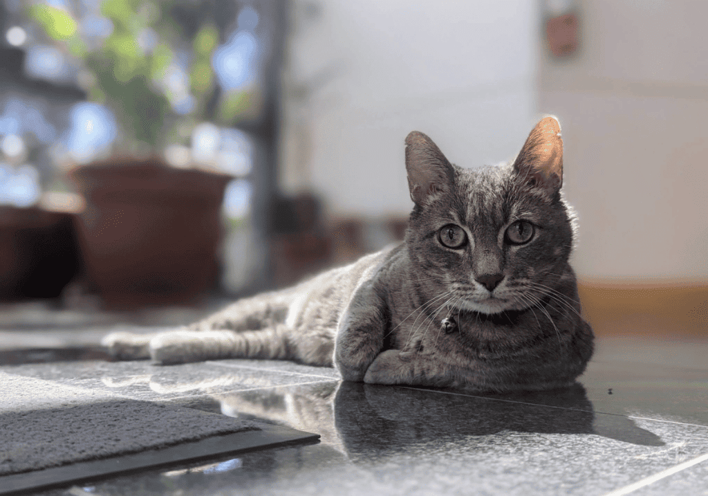 gray cat laying down and facing the camera on a gray tile floor