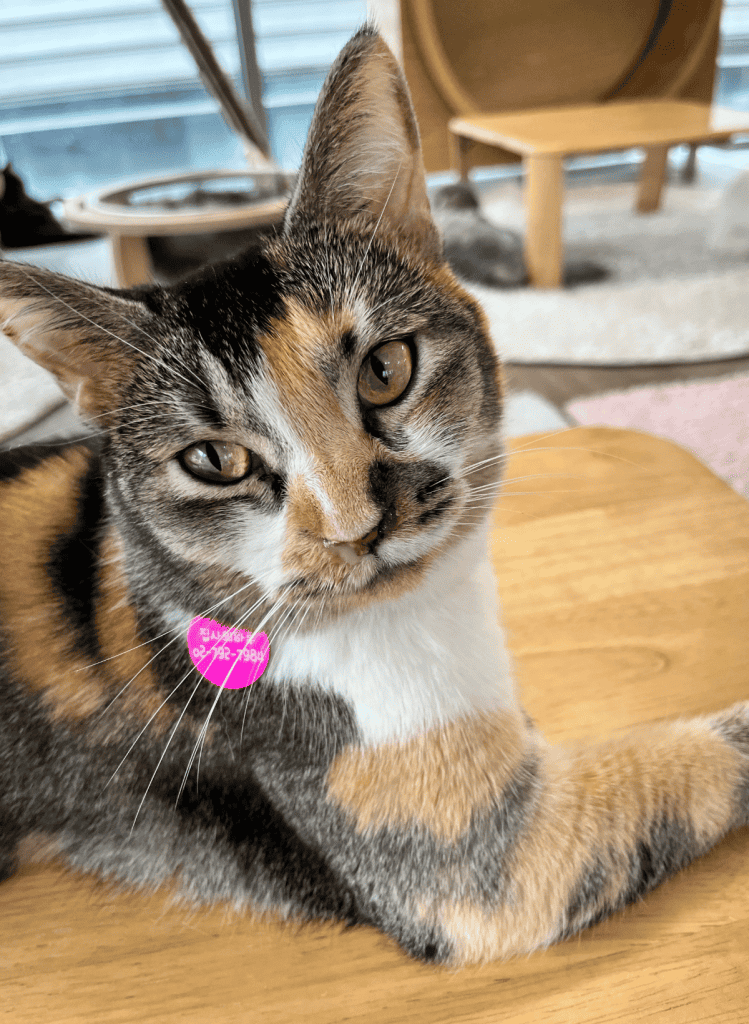 Close up of a calico cat lying down on a brown wooden flor