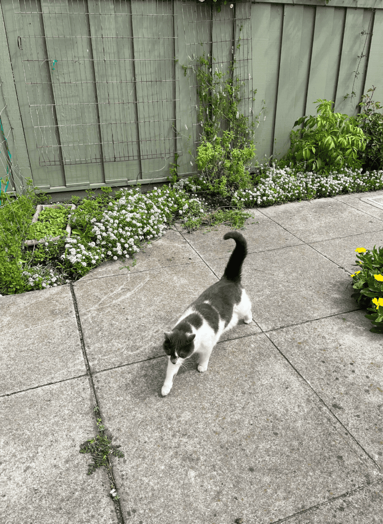A gray and white cat walking on concrete in front of a green wooden fence.