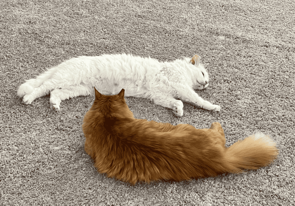 An orange cat staring at a sleeping white cat oon beige carpet.