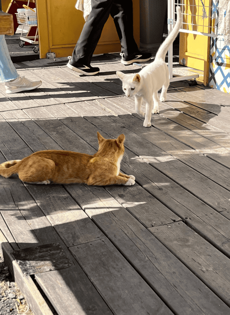 An orange cat laying down on wooden boards with a white cat walking toward it.