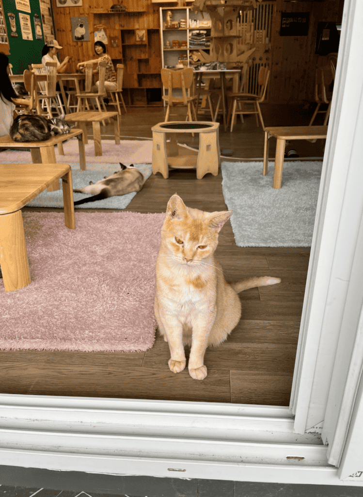 Cat looking out of screen door window. 