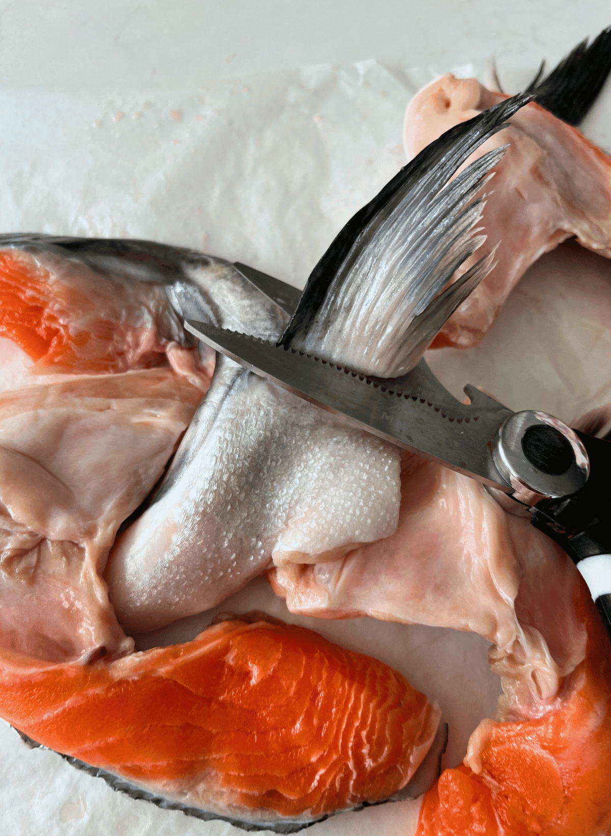 Salmon collar with fin being cut off with scissors